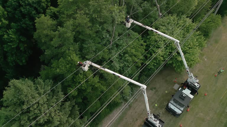 Best Tree Disease Treatment  in Lake Tapps, WA